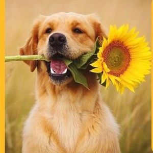 Meet your Posher, Norma